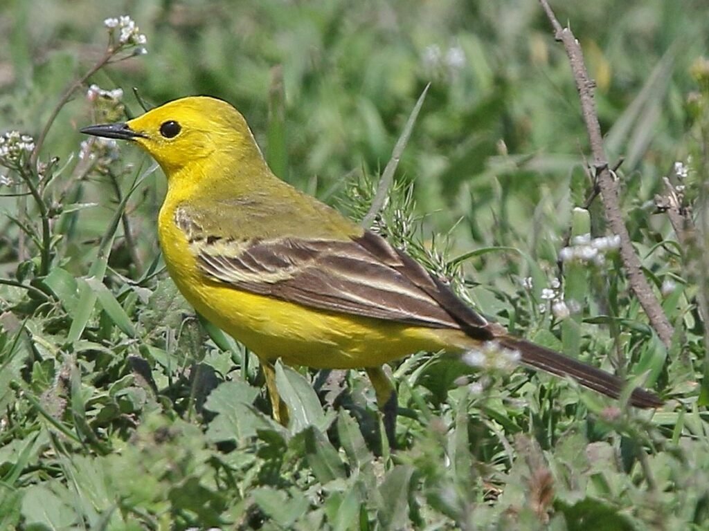 Yellow Wagtail