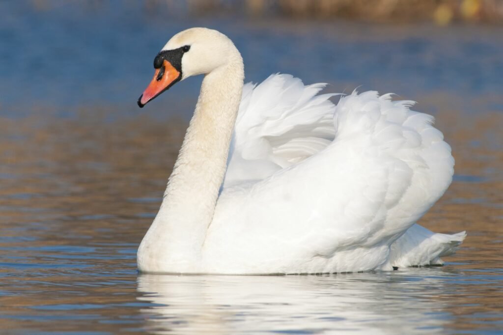 The graceful mute swan