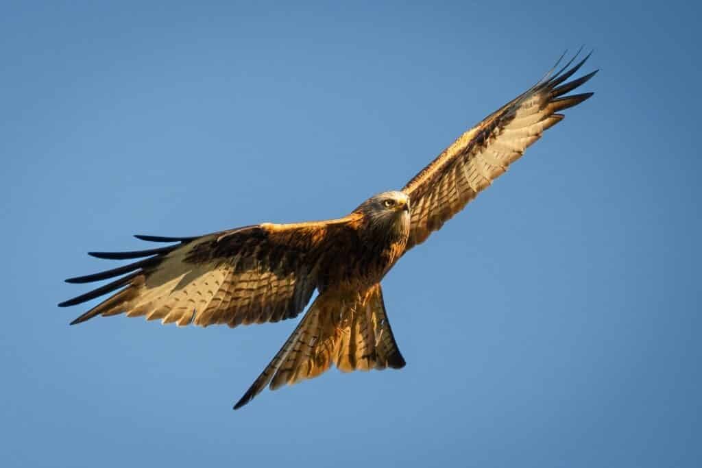 Red Kite (Milvus Milvus) 