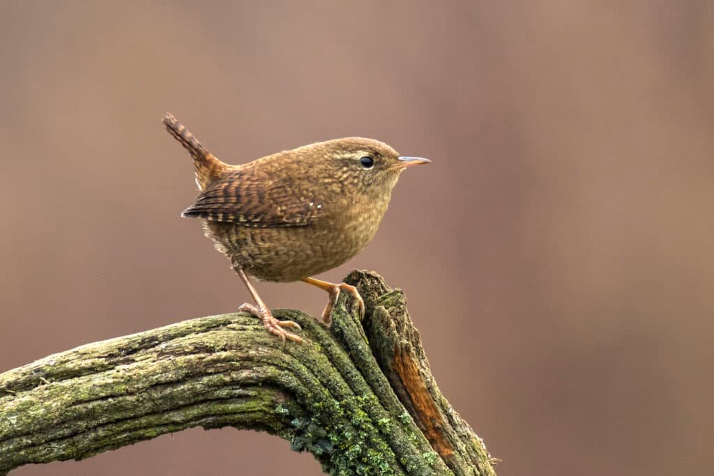 A wren on a branch