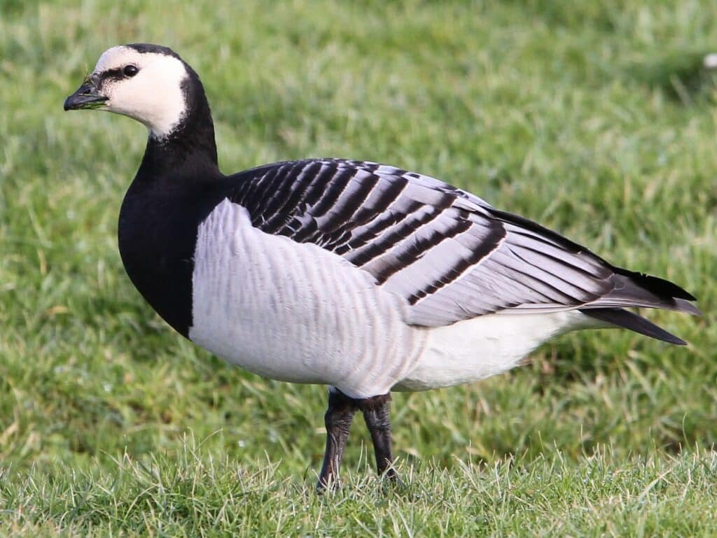 Barnacle Goose (Branta Leucopsis)