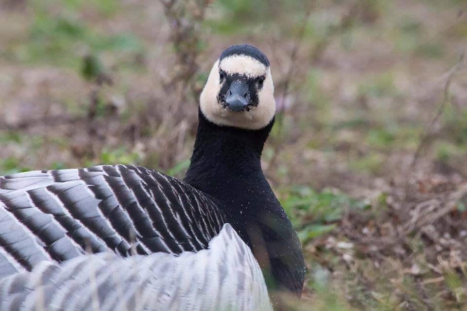 Barnacle Goose (Branta Leucopsis)