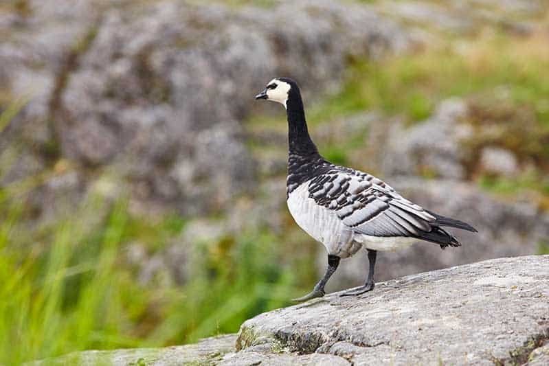 Barnacle Goose (Branta Leucopsis)