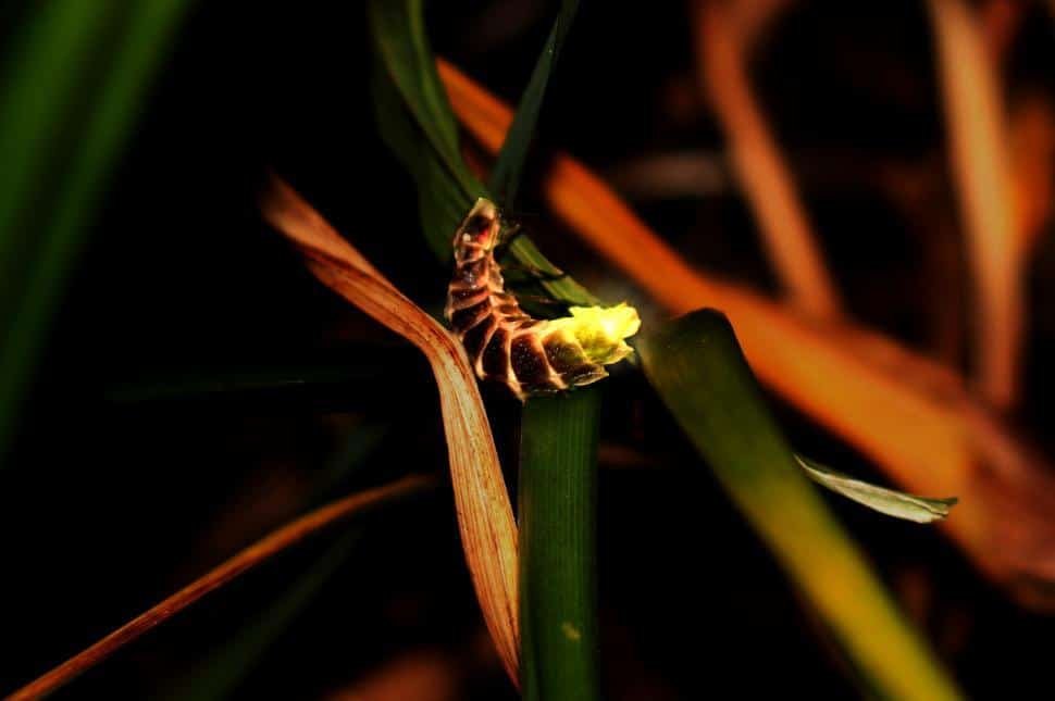 European glowworm