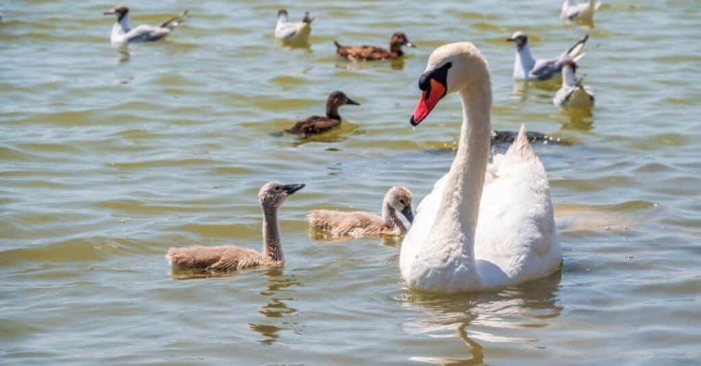 Female mute swan with chicks