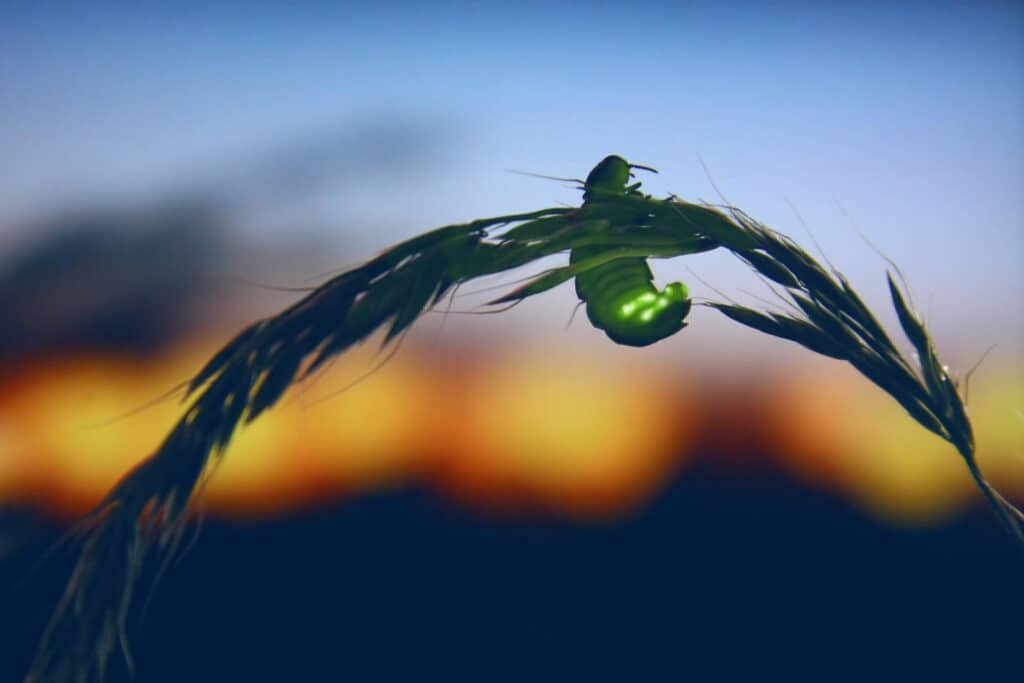 Glowworm