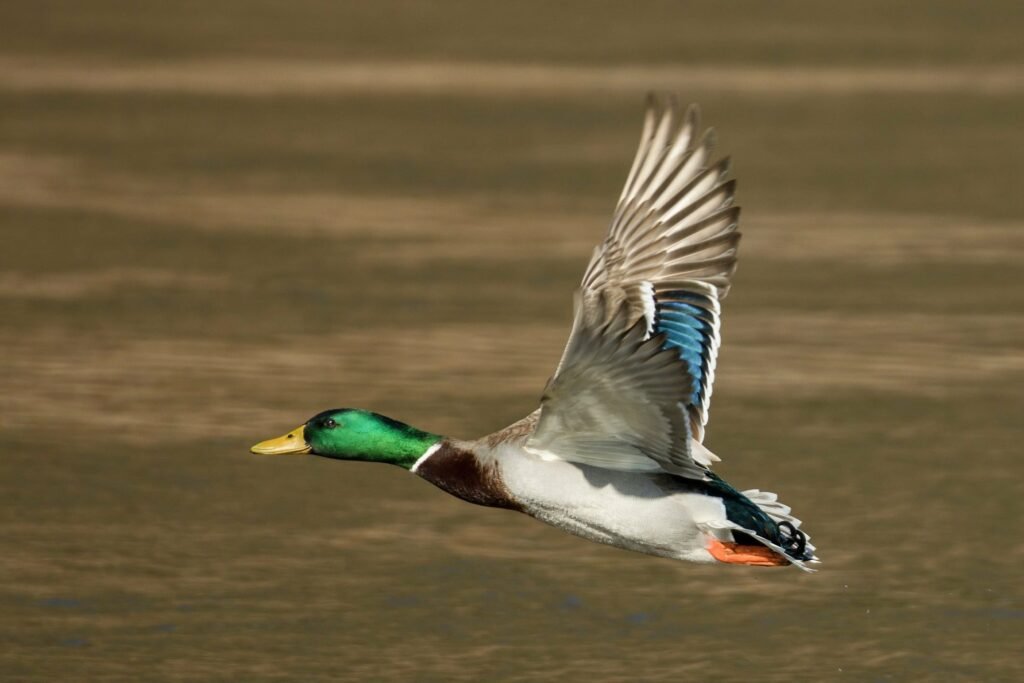 A mallard flying