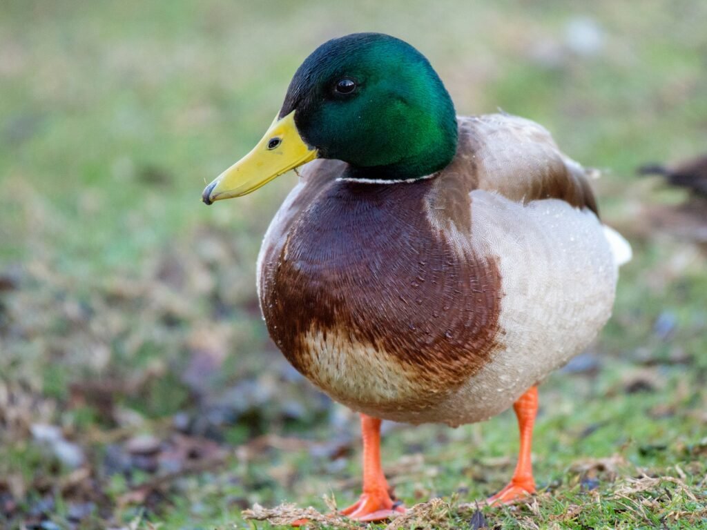 A mallard duck