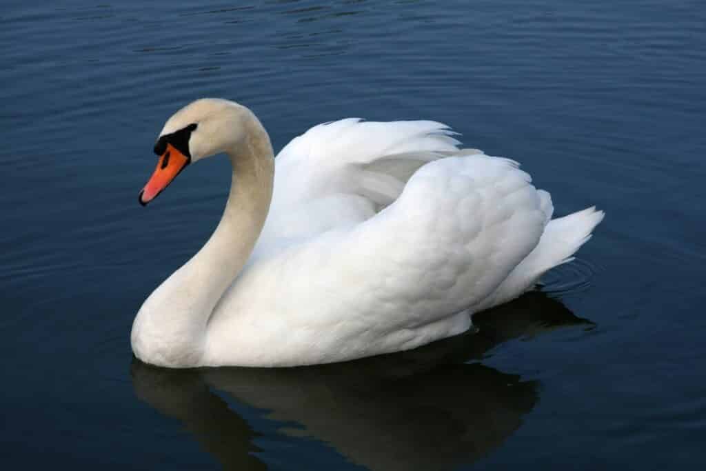 Mute Swan