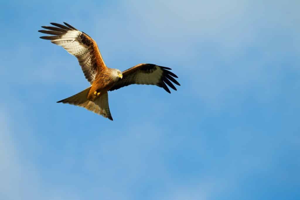 Red kite in flight