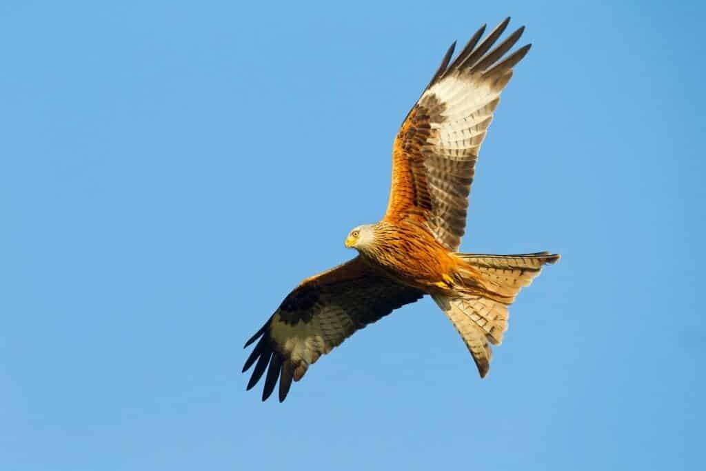red kite