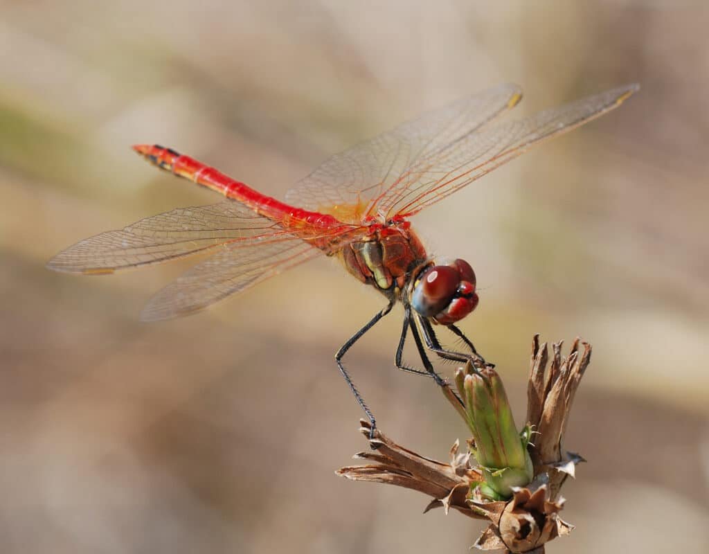 Red-Veined Darter