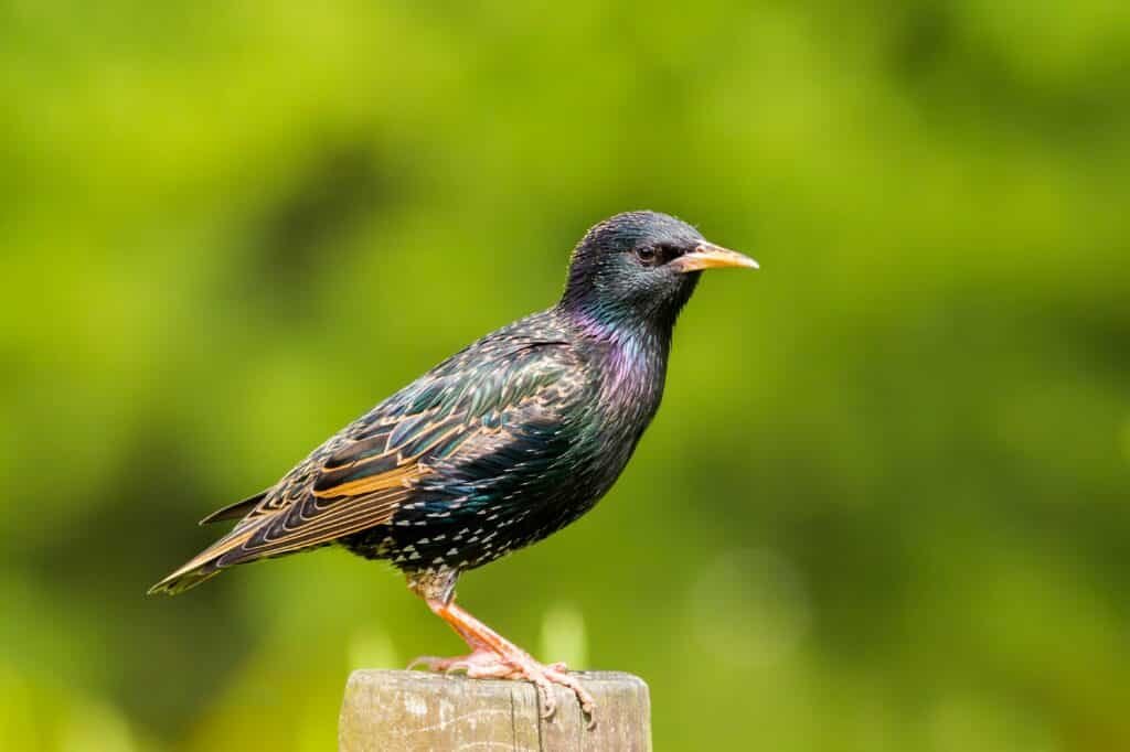 Common Starling - Sturnus vulgaris