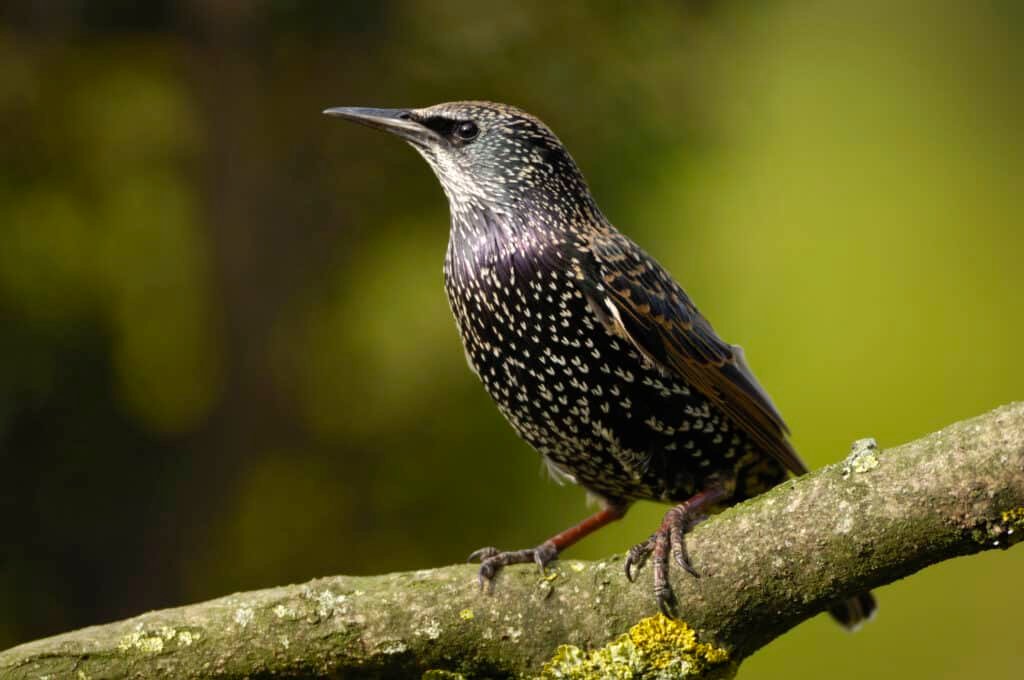 Starling, Sturnus vulgaris