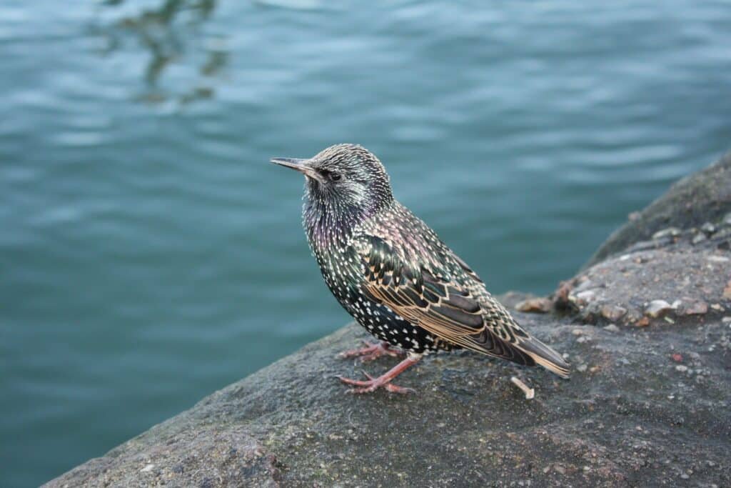 A starling by the canal