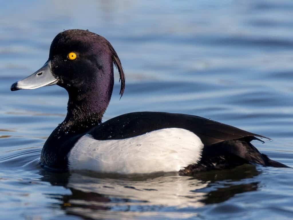 Tufted duck