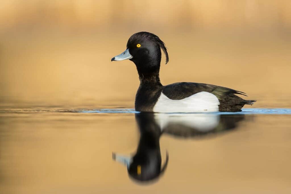 tufted duck