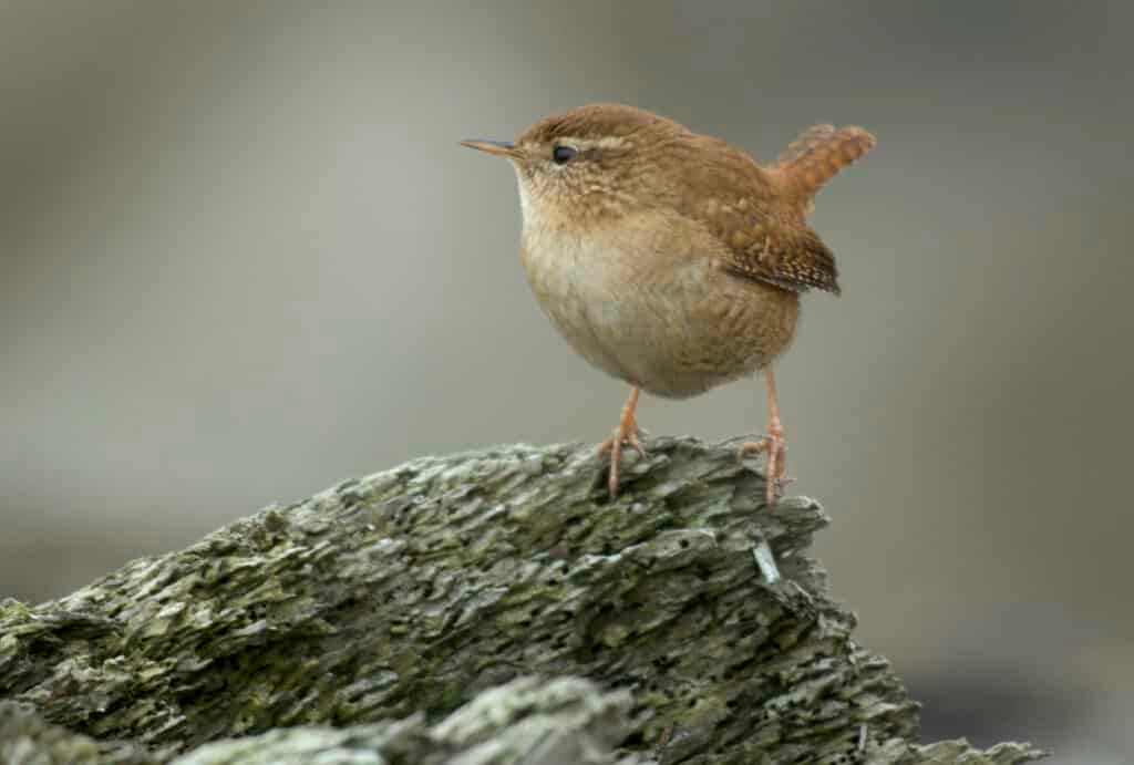 A wren bird perched on an old tree stump