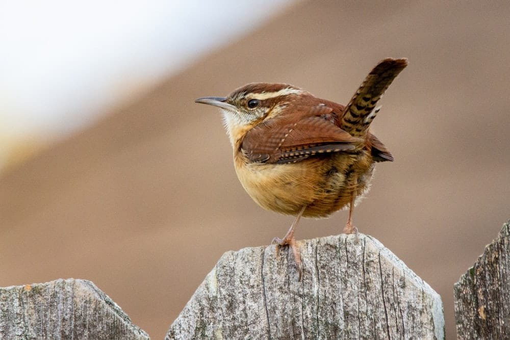 Wren (Troglodytidae)