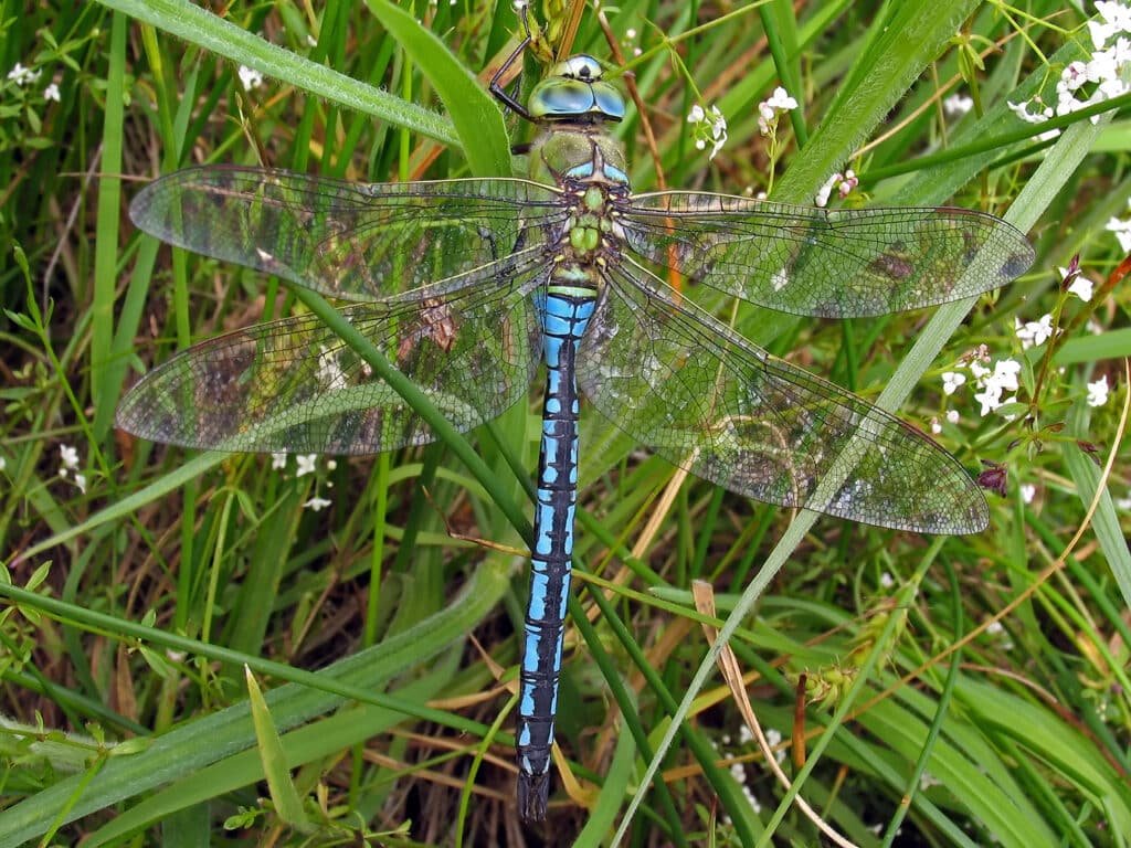 Anax-imperator