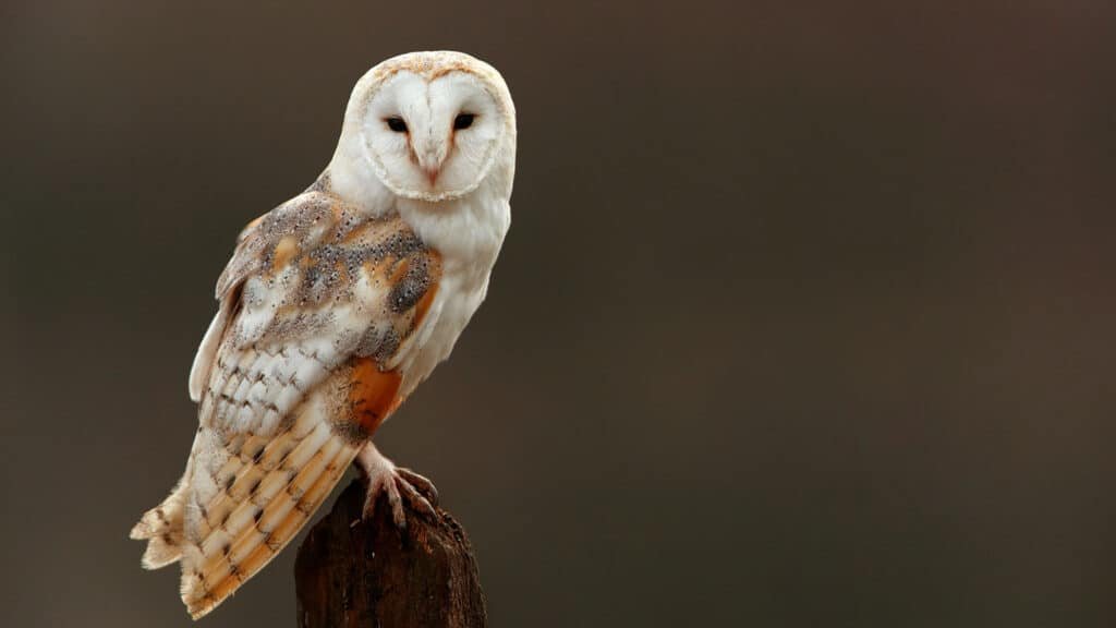 Barn Owl (Tyto Alba)