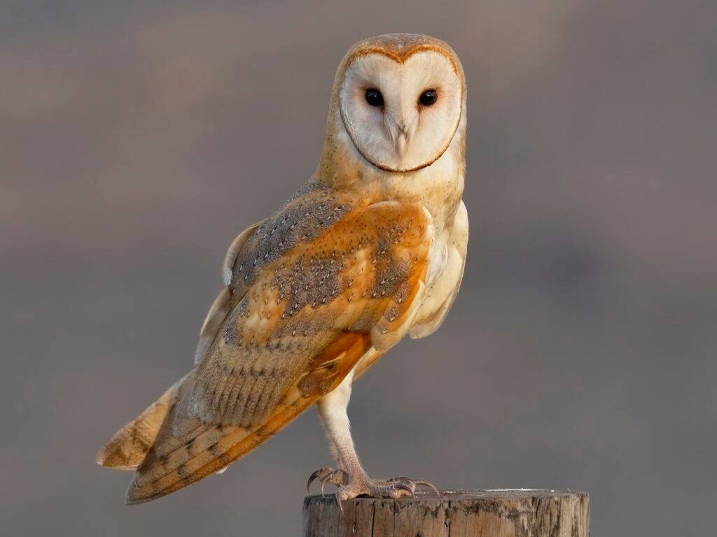 Barn Owl (Tyto Alba)