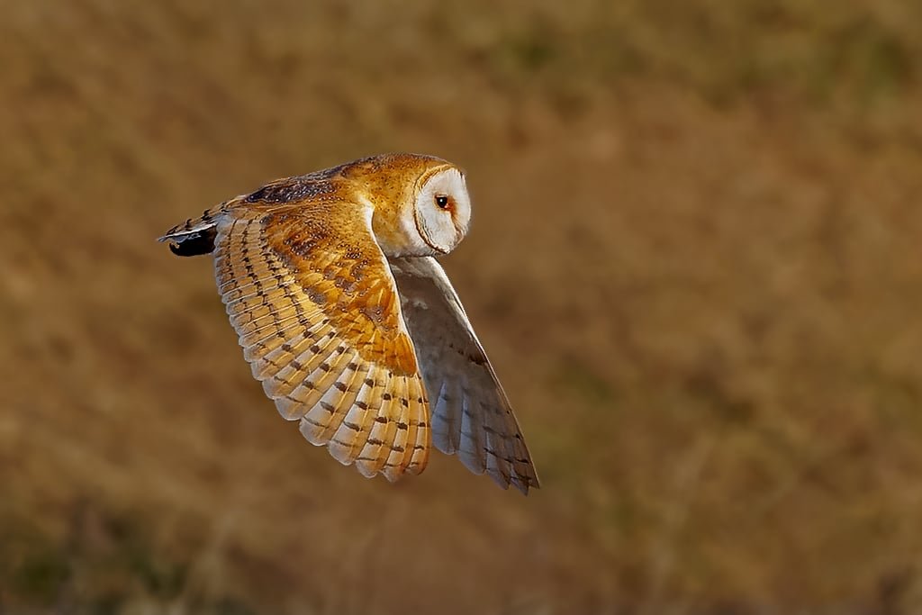 Barn Owl in flight