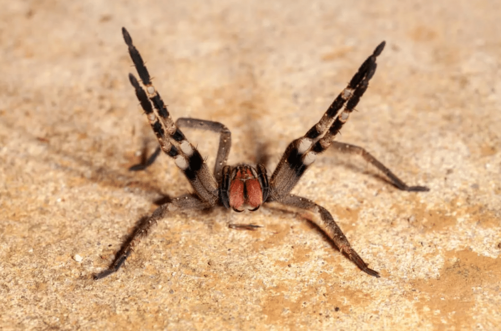 Brazilian Wandering Spider