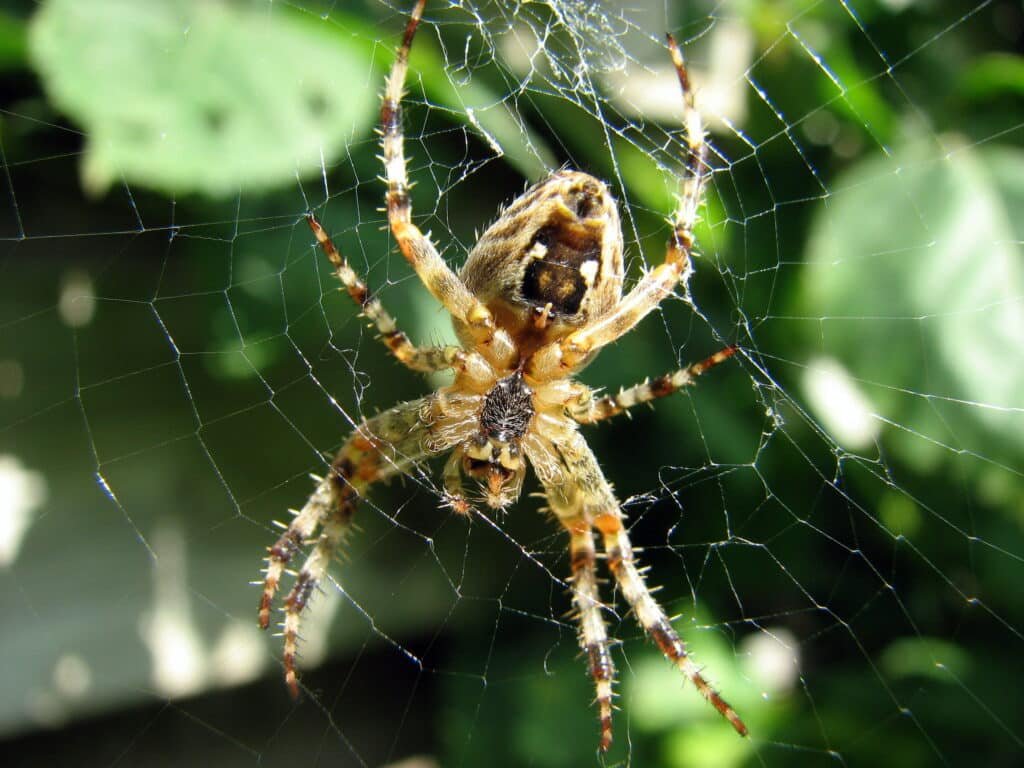 European Garden Spider (Araneus Diadematus)