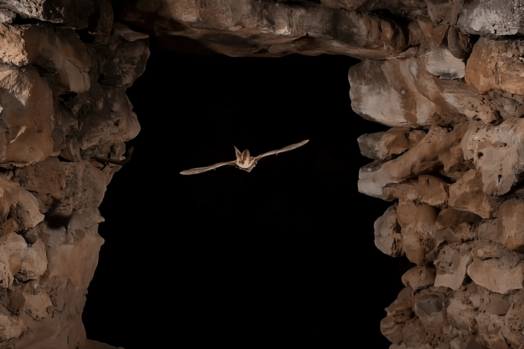 Grey long eared bat - dale_sutton_photography