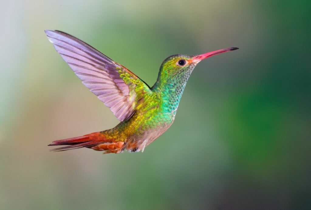 Hummingbird