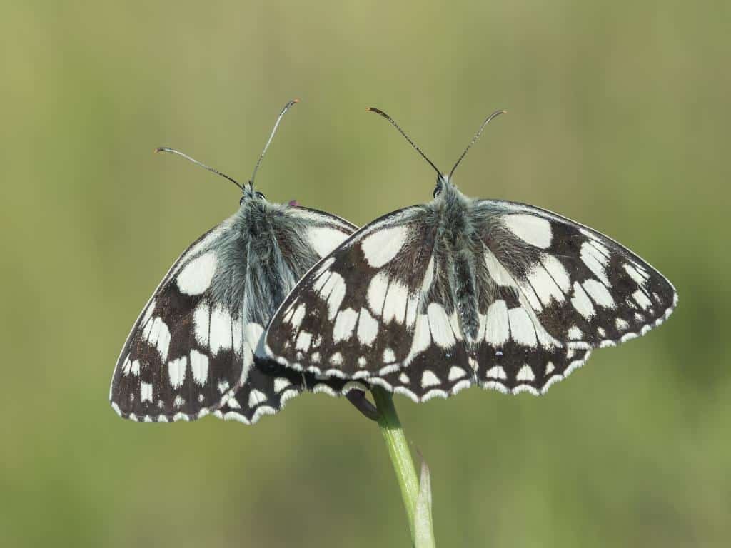 Marbled Whites