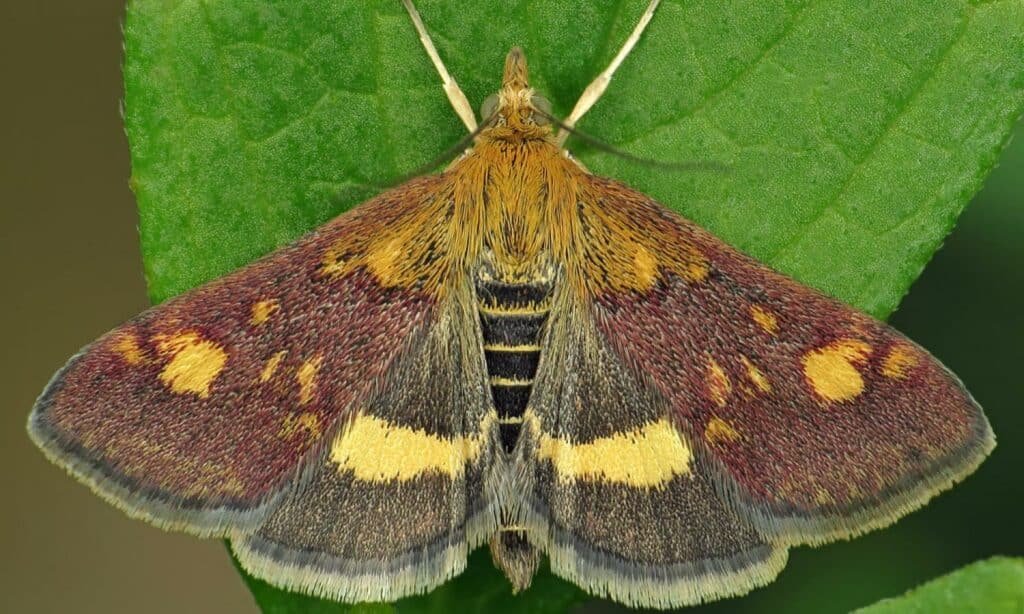 Mint Moth (Pyrausta Aurata)