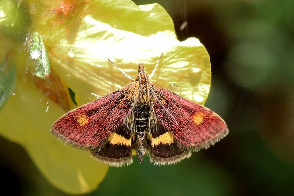 Mint moth (pyrausta aurata)