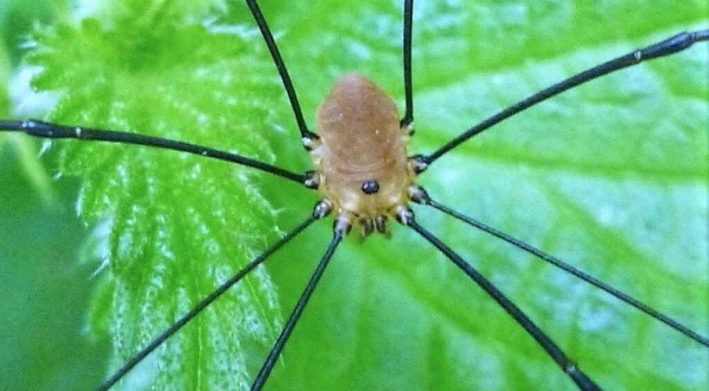 A harvestman on a leaf