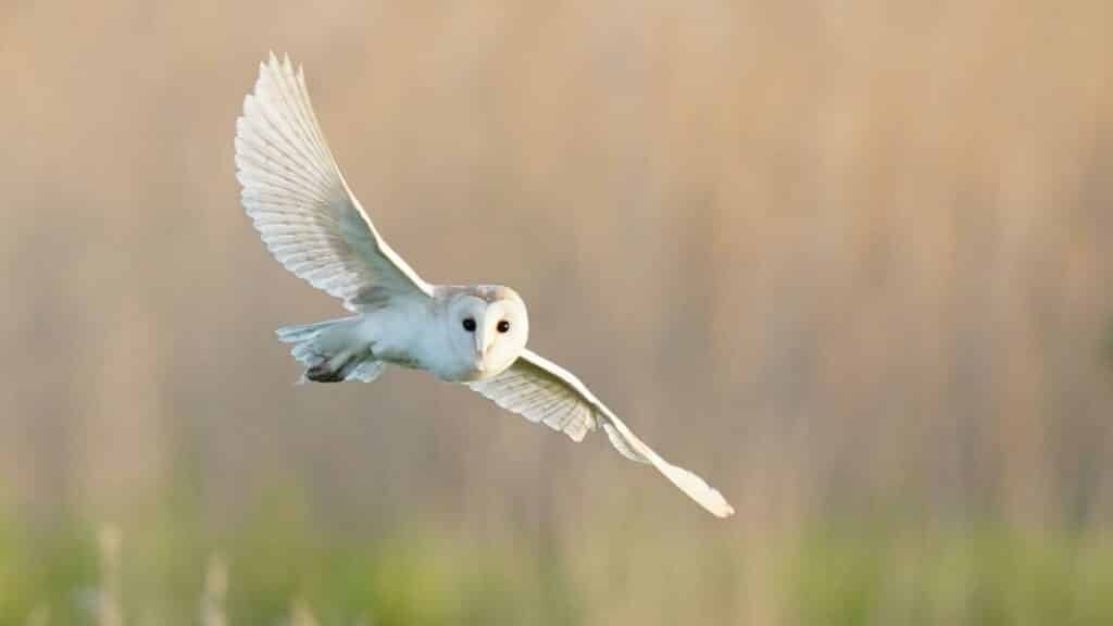 Barn owl
