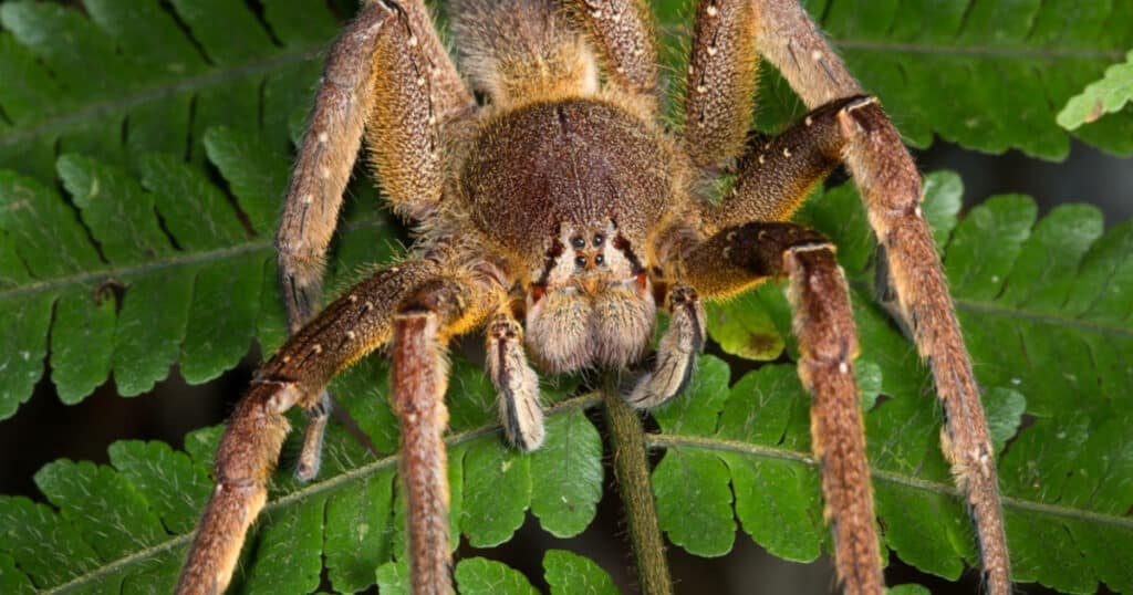 brazilian wandering spider