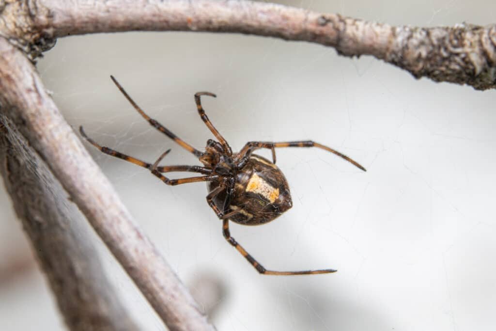 Brown Widow Spider