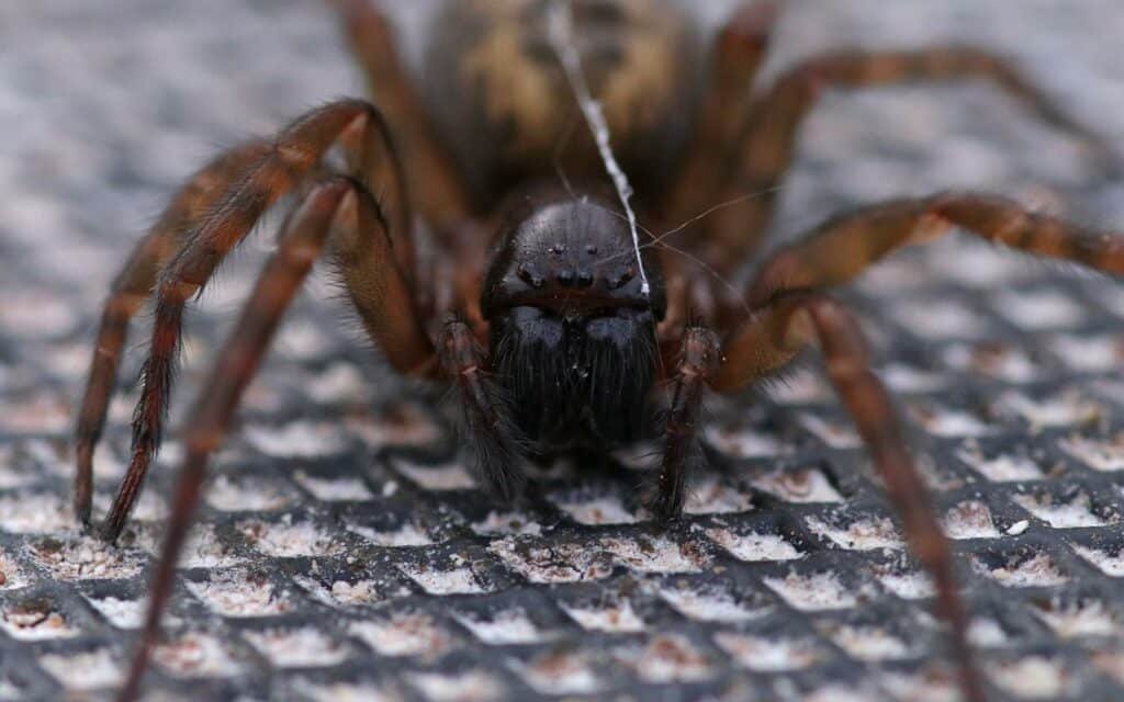 Lace web spider