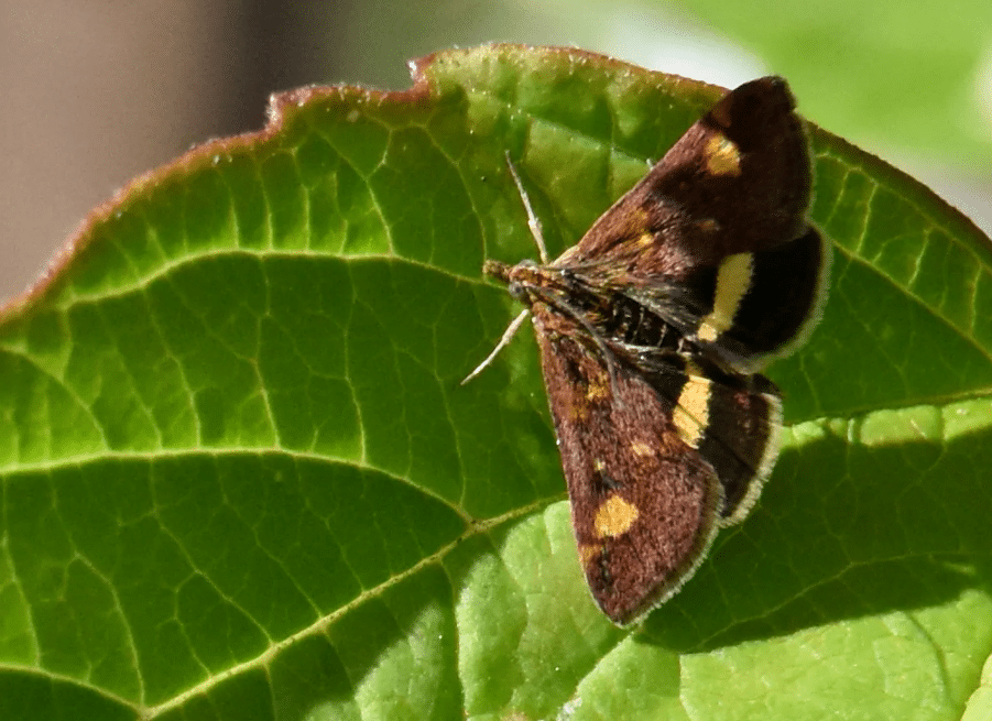 Mint moth