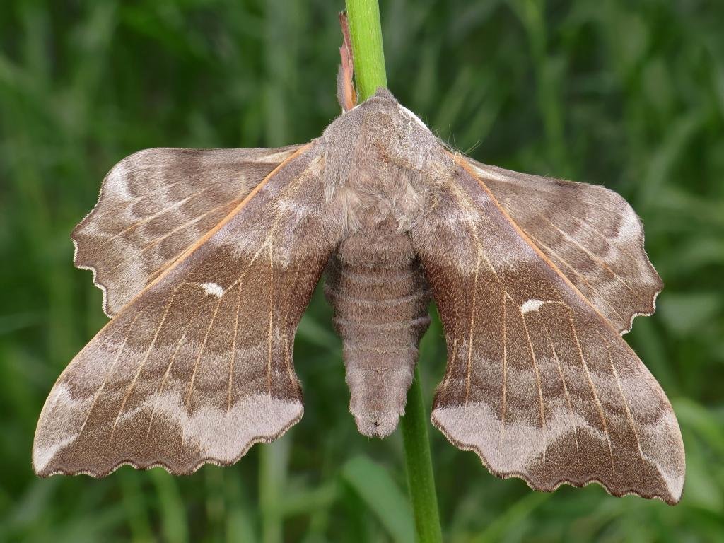 Poplar Hawk Moth (Laothoe Populi)