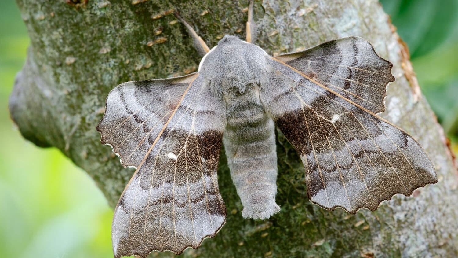 Poplar hawk-moth