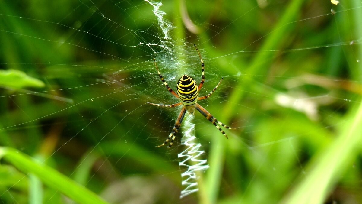 Wasp spider in the wild