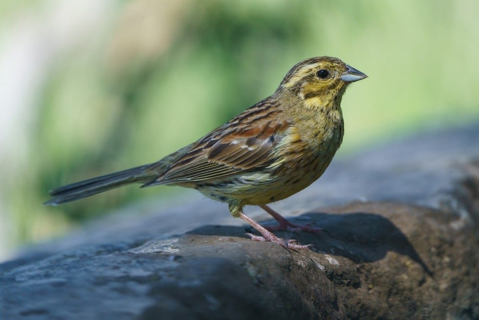 Close-up view of a cirl bunting (Emberiza cirlus)