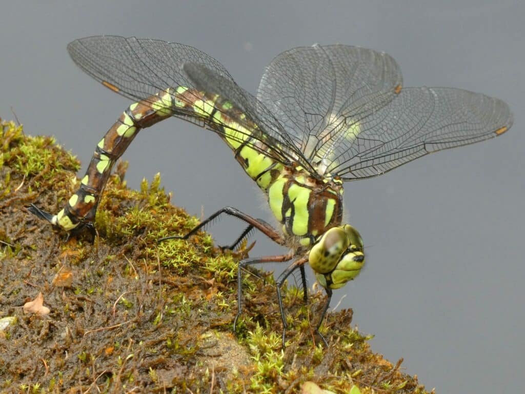 Female Southern Hawker