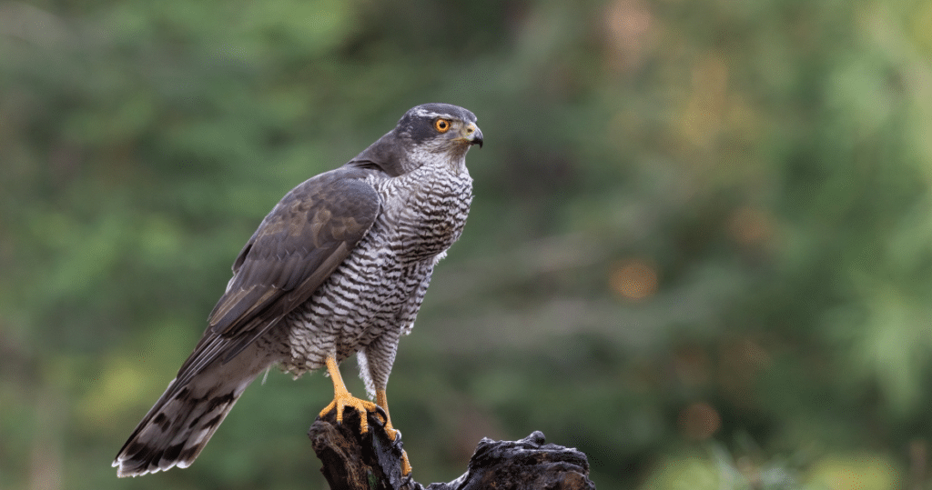Goshawk