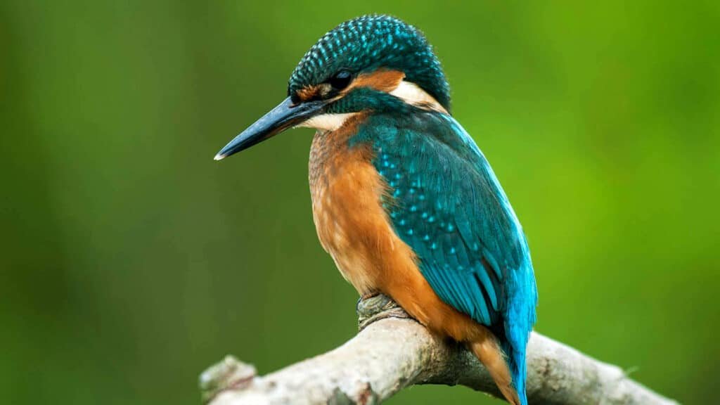 Kingfisher close up