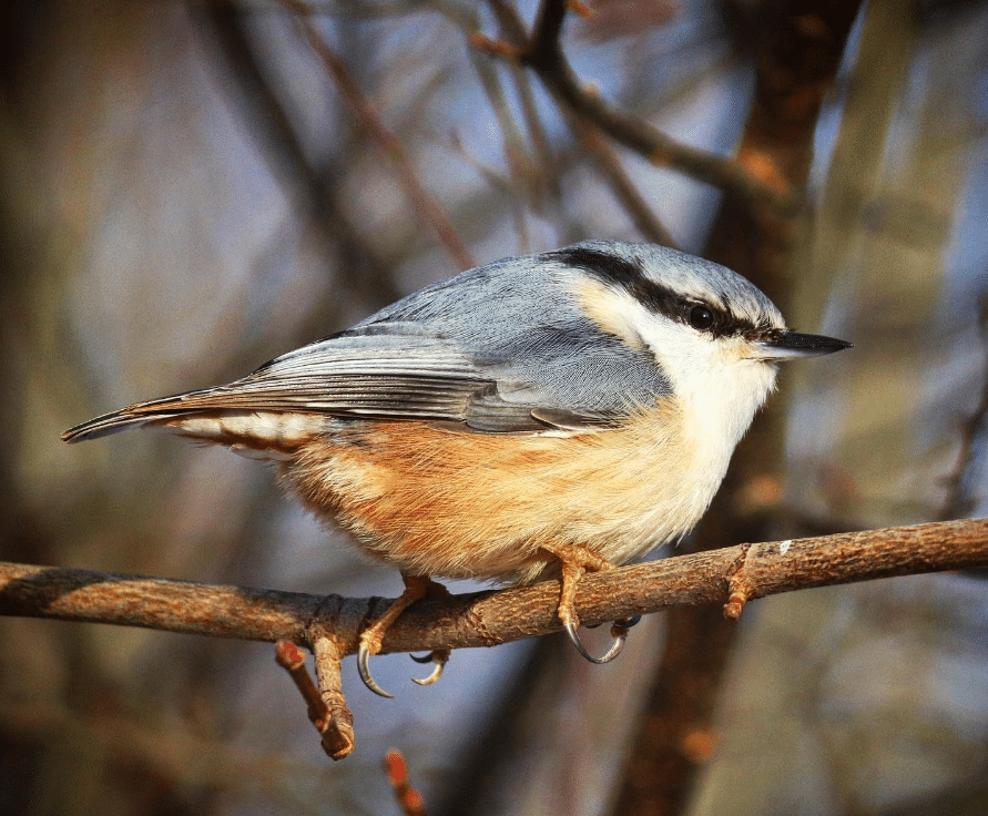Nuthatch on a tree branch