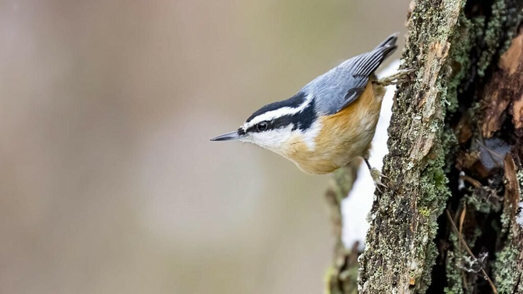 nuthatch