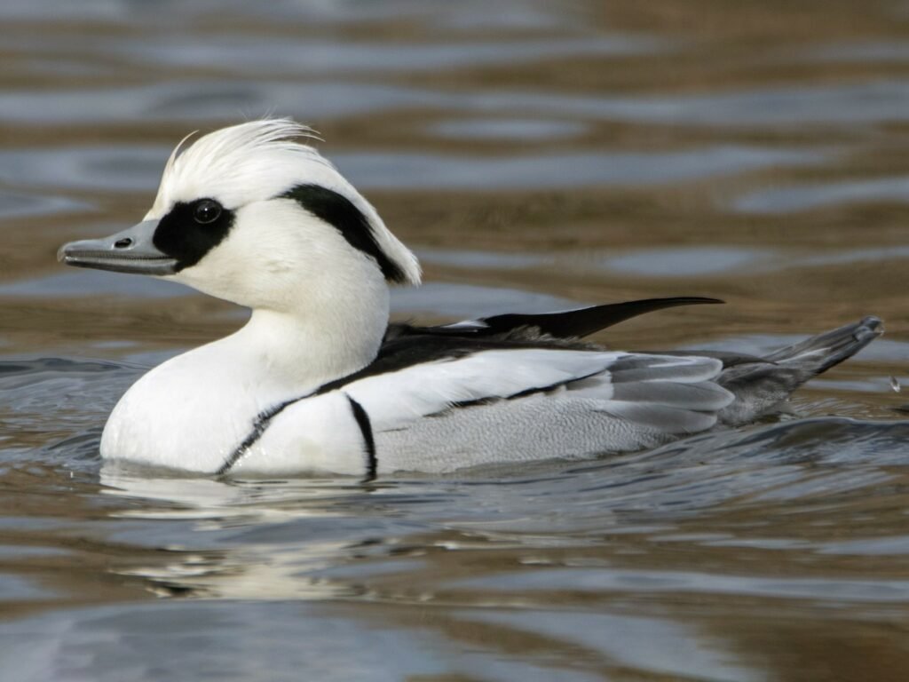 smew